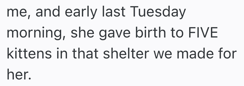 me, and early last Tuesday morning, she gave birth to FIVE kittens in that shelter we made for her.