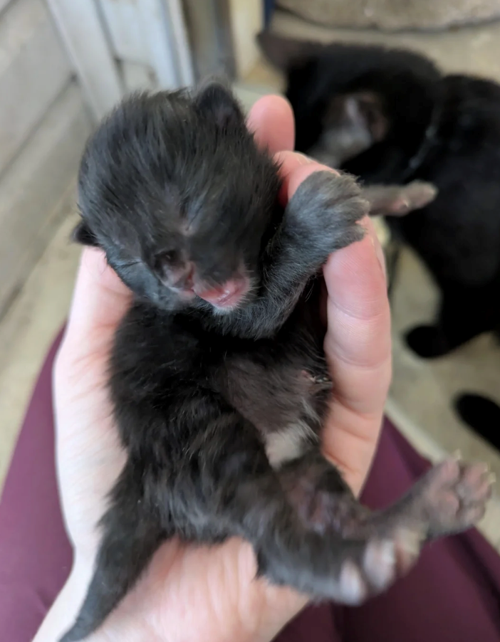 Cheezburger Image 10627657984