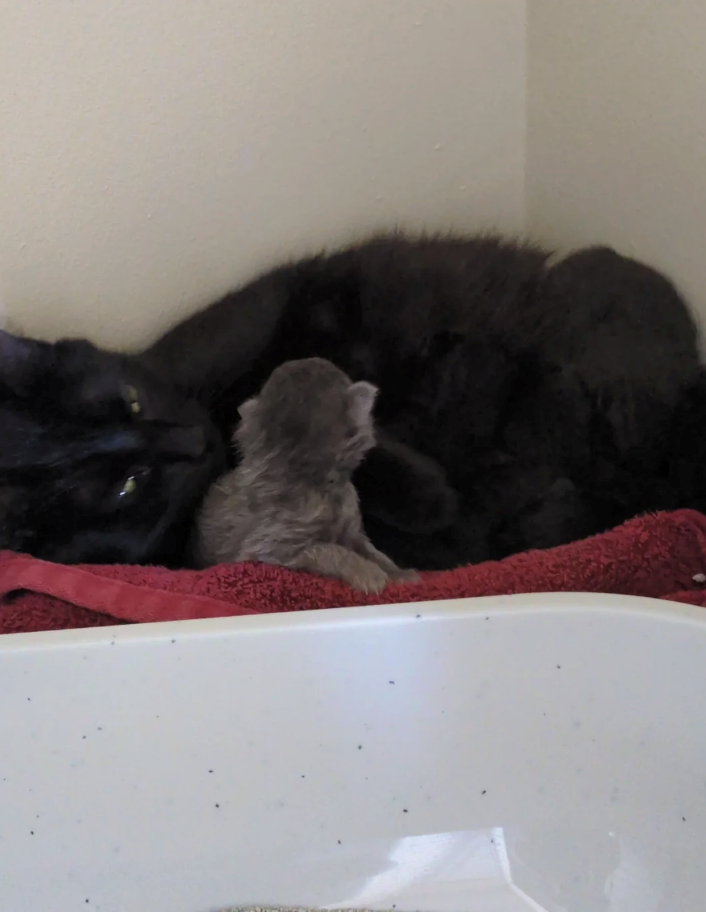 Cheezburger Image 10627658240