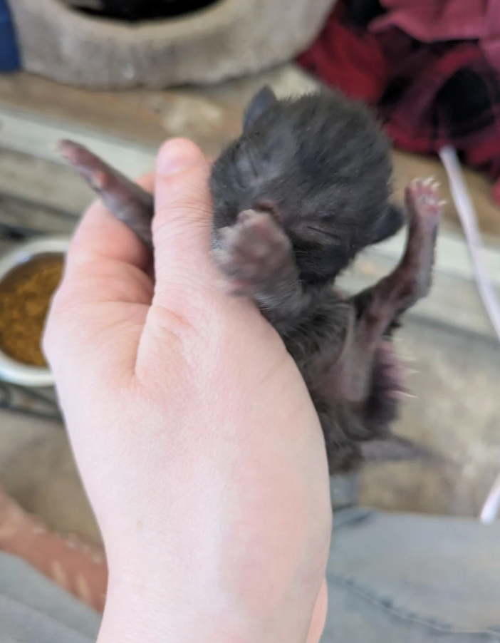 Cheezburger Image 10627658496