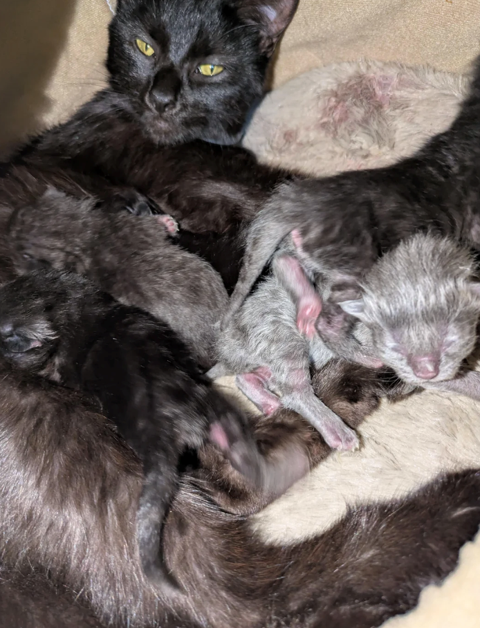 Cheezburger Image 10627658752