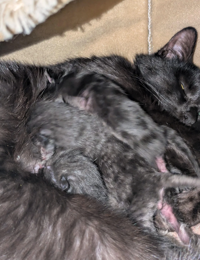 Cheezburger Image 10627659008