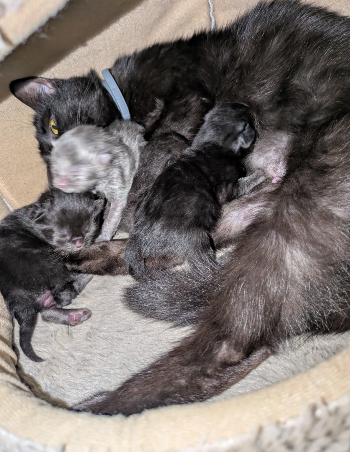 Cheezburger Image 10627659520