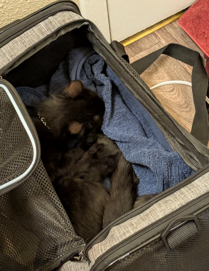 Cheezburger Image 10627659776