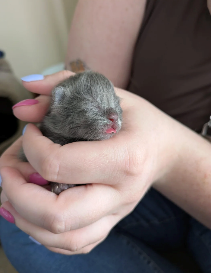 Cheezburger Image 10627660032