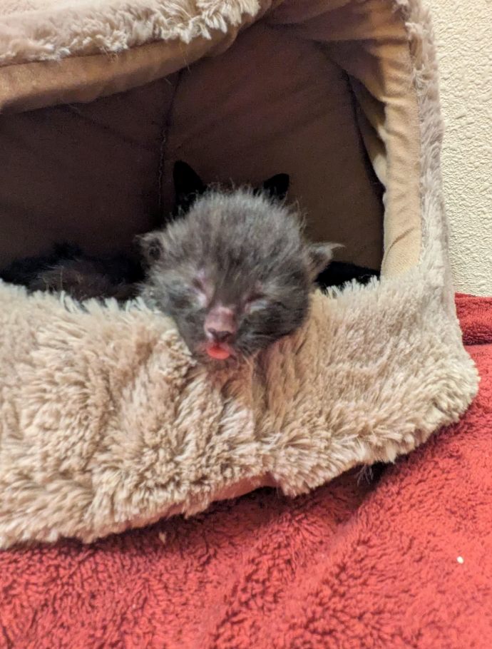 Cheezburger Image 10627660288