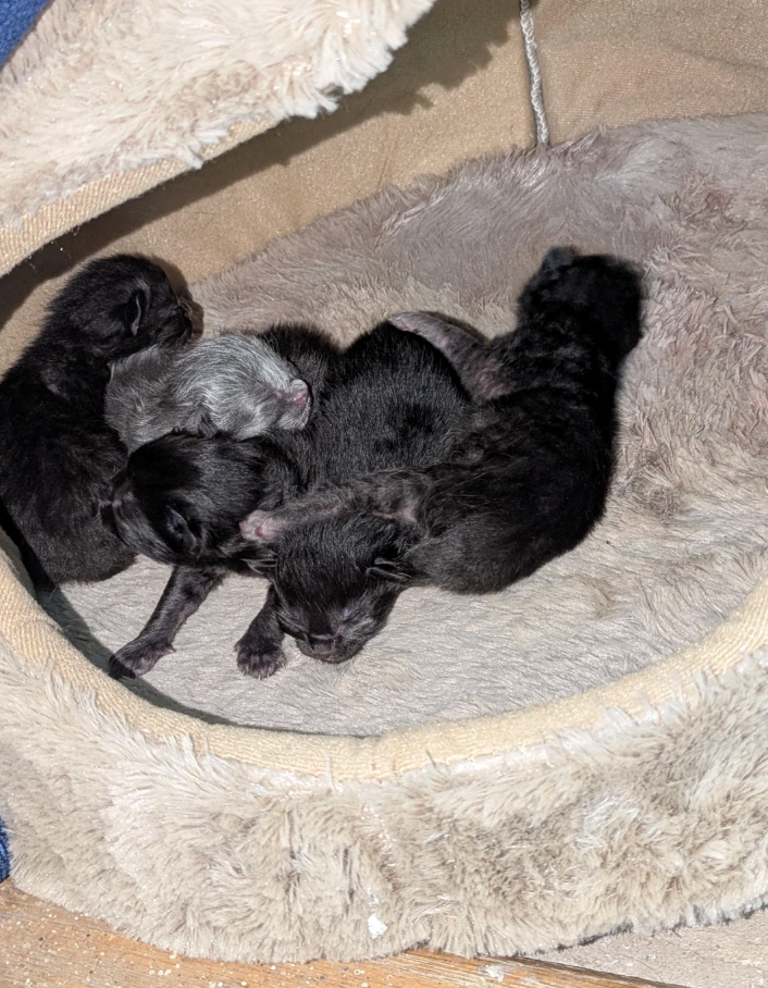 Cheezburger Image 10627660544