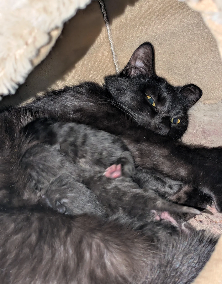 Cheezburger Image 10627660800