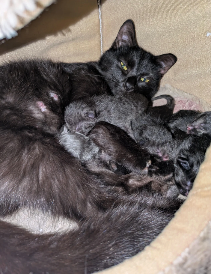 Cheezburger Image 10627661056