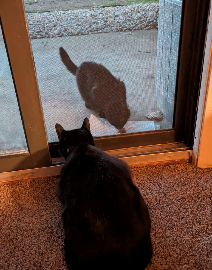 Cheezburger Image 10627661312