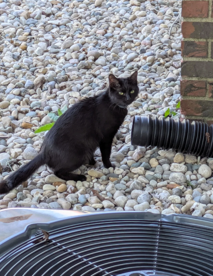 Cheezburger Image 10627661824