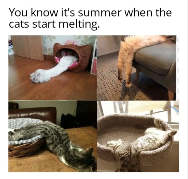 You know it's summer when the cats start melting.