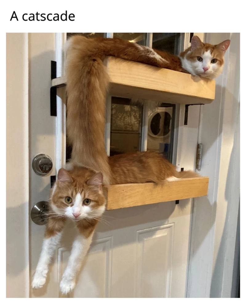 A catscade