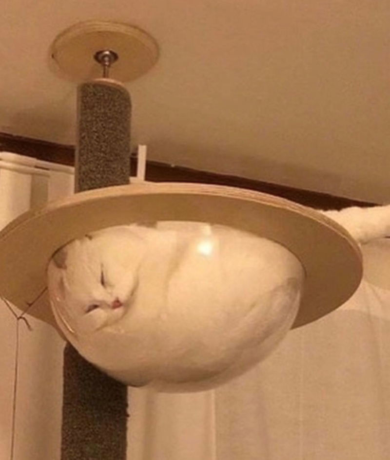 Cheezburger Image 10627686144