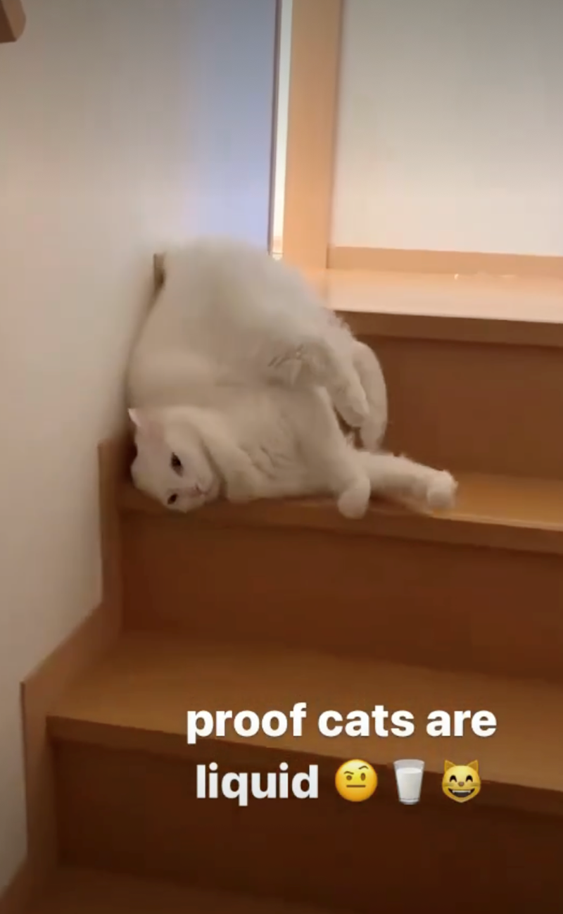 proof cats are liquid ▼
