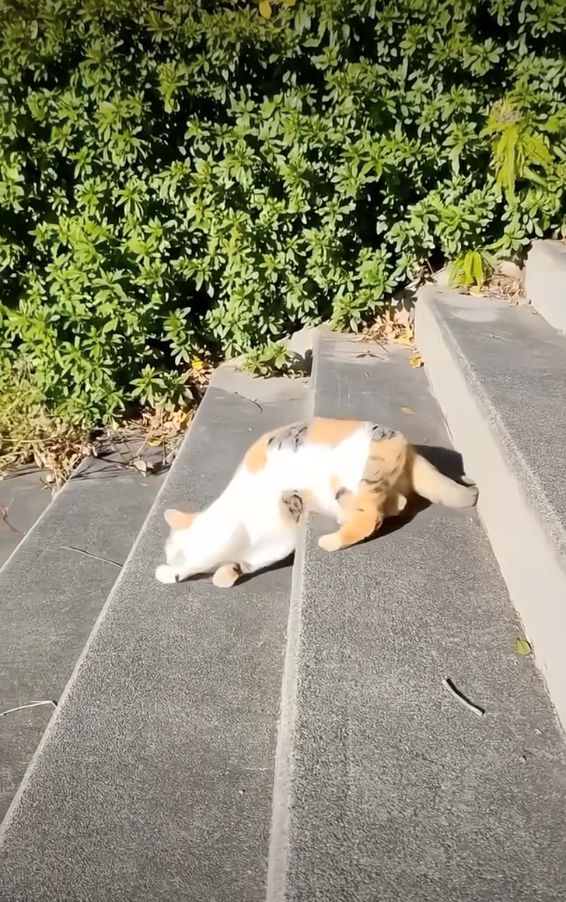 Cheezburger Image 10627686912