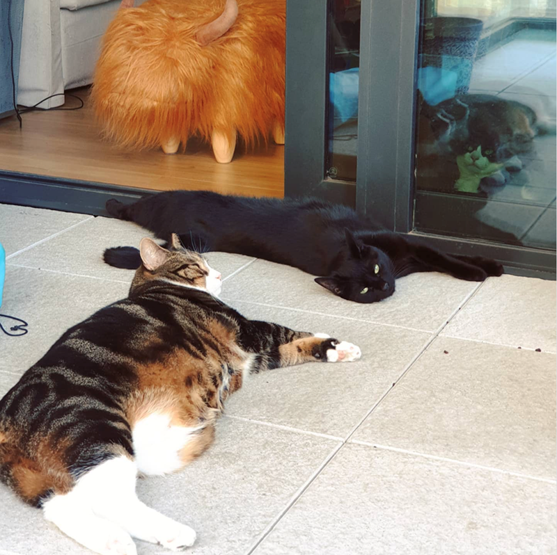 Cheezburger Image 10627687168