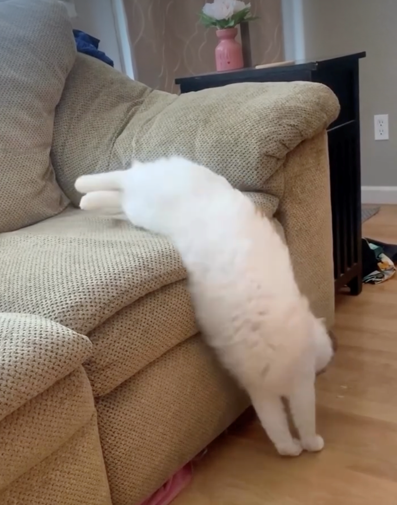 Cheezburger Image 10627687680