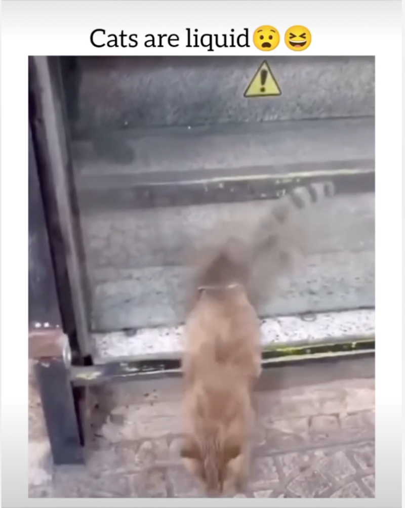 Cats are liquid