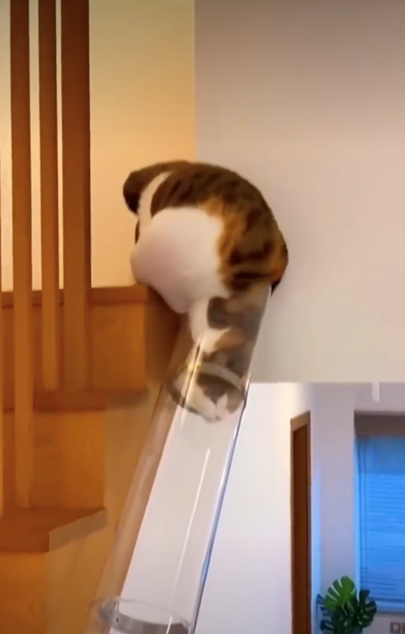 Cheezburger Image 10627688448