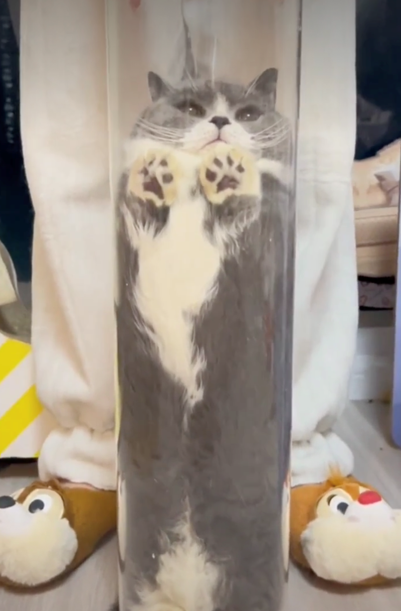 Cheezburger Image 10627688960