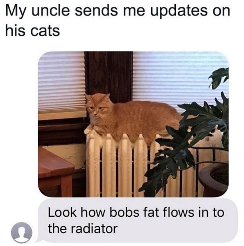 My uncle sends me updates on his cats Look how bobs fat flows in to the radiator