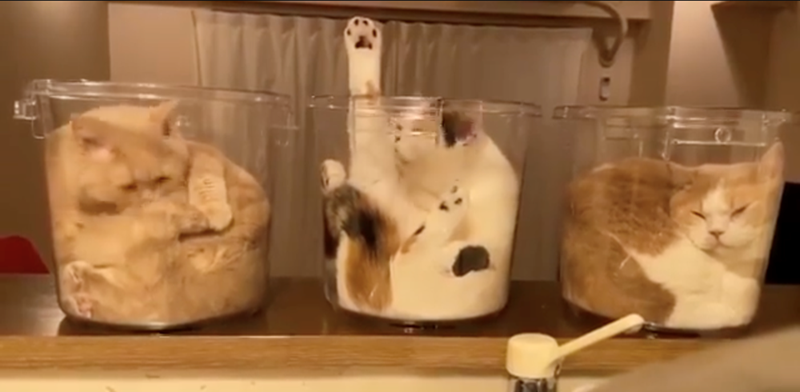 Cheezburger Image 10627689472