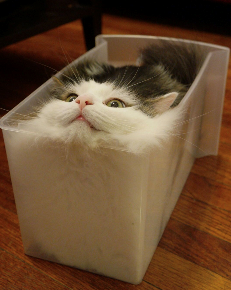 Cheezburger Image 10627689728