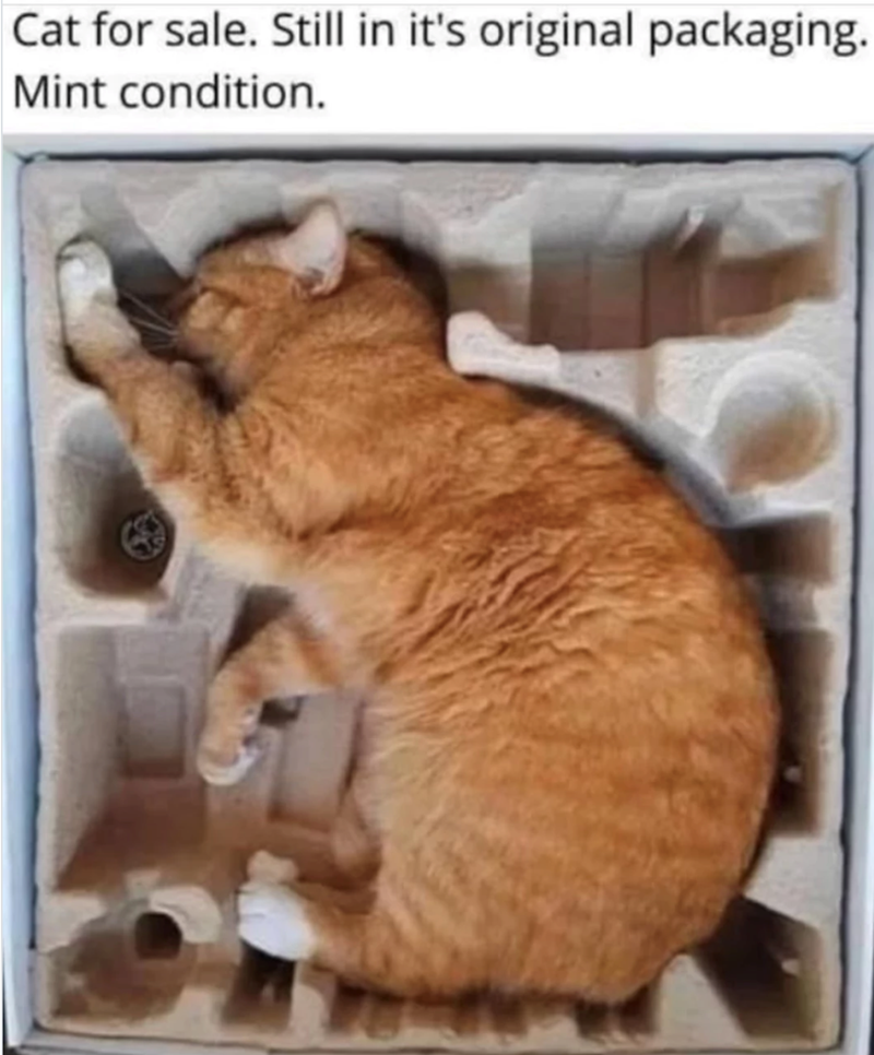 Cat for sale. Still in it's original packaging. Mint condition.