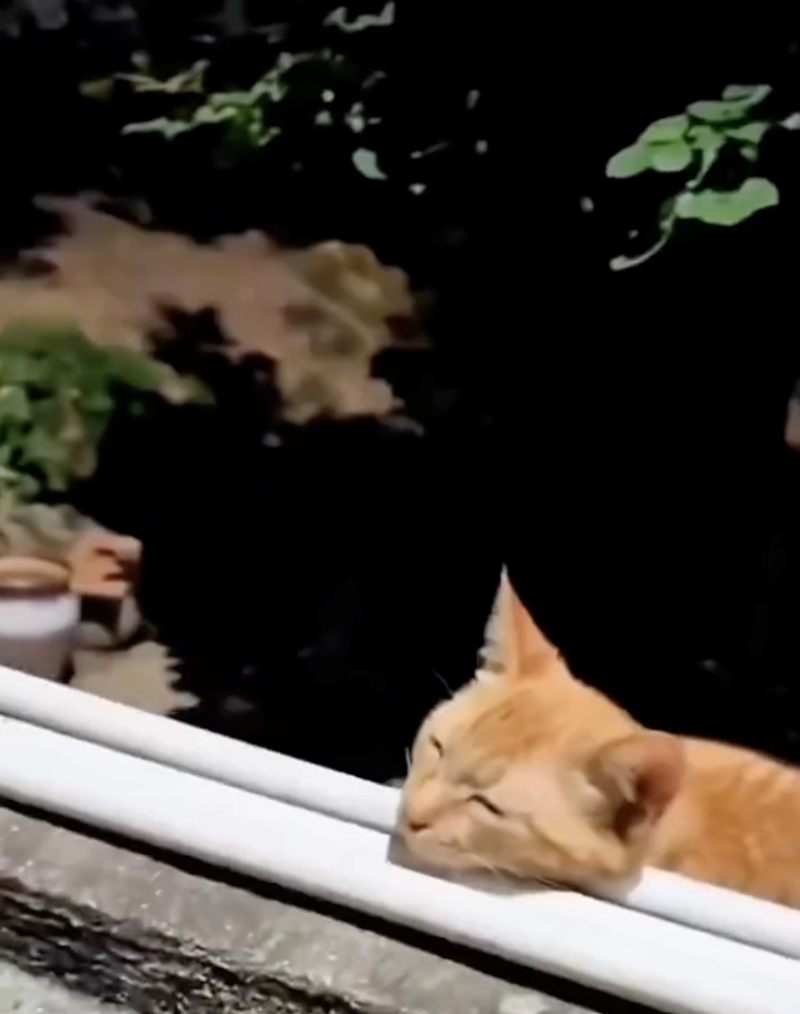 Cheezburger Image 10627690496