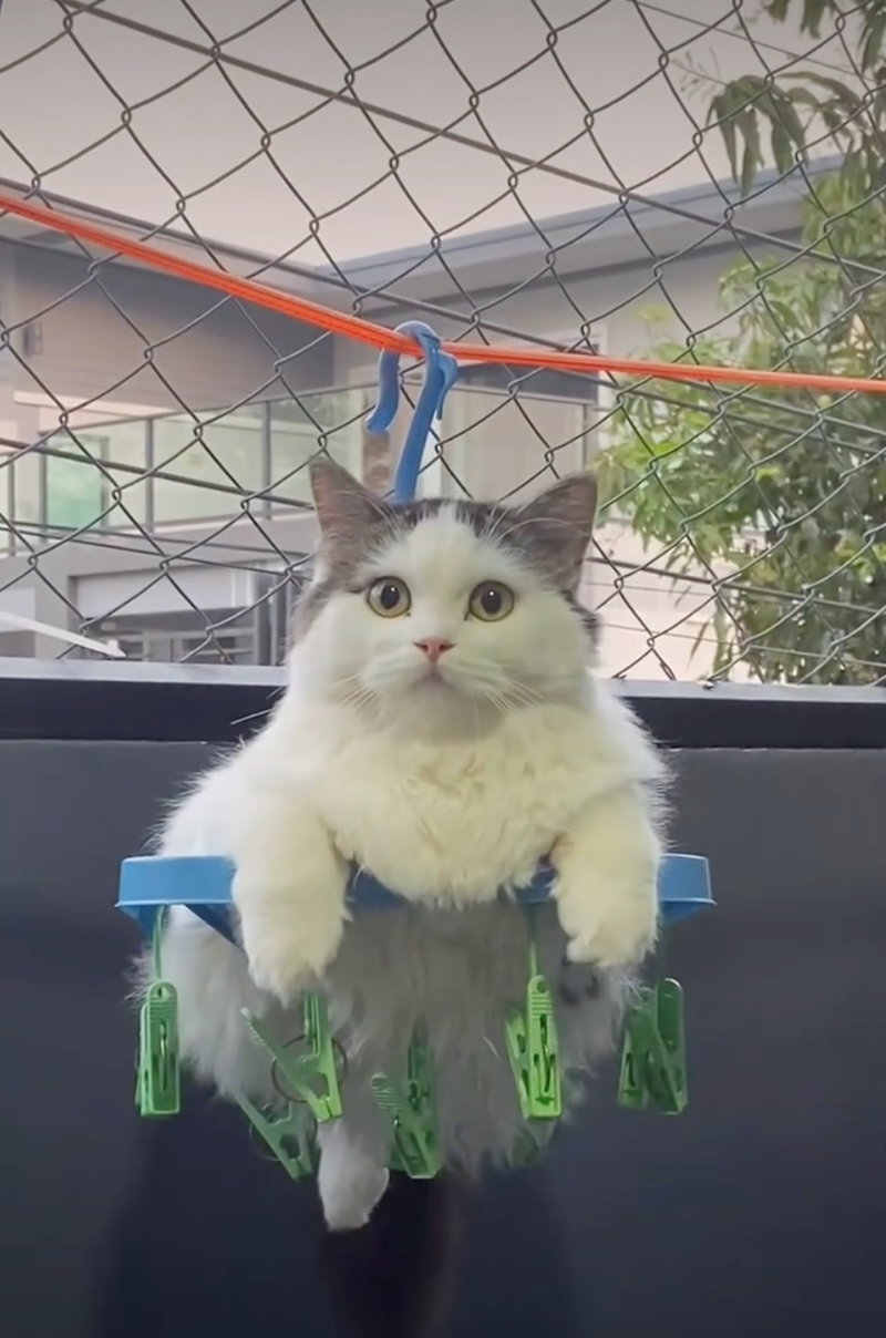 Cheezburger Image 10627690752