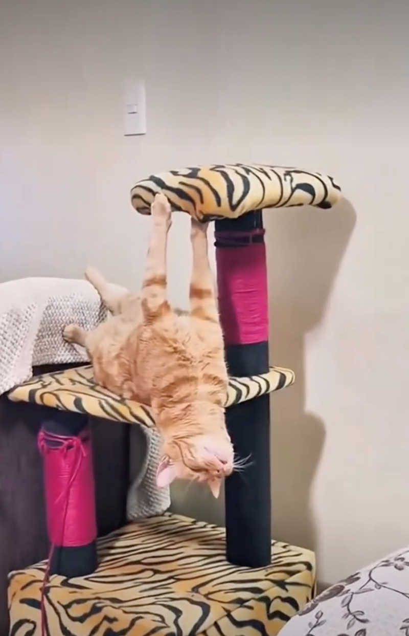 Cheezburger Image 10627691008