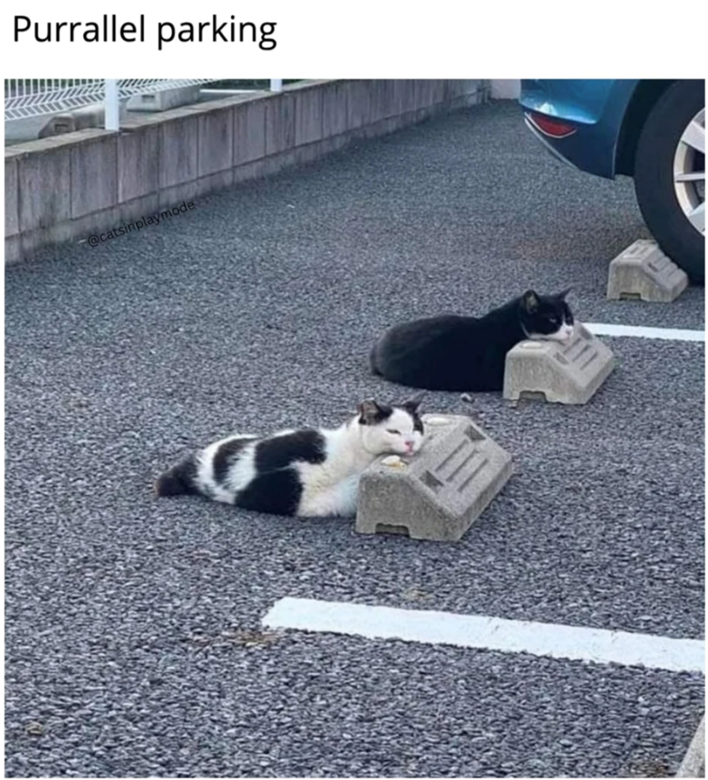 Purrallel parking @catsinplaymode