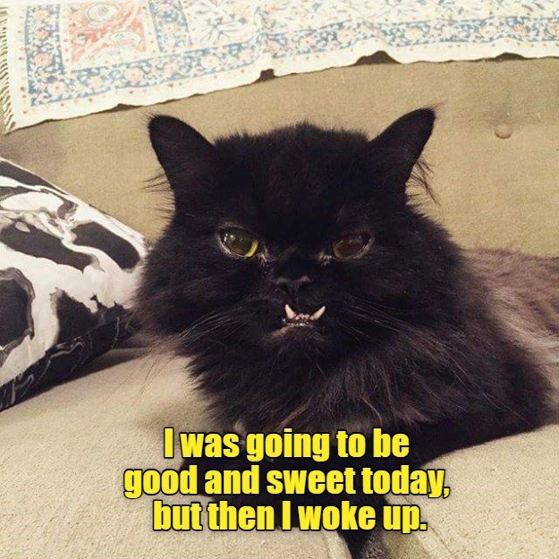 Cheezburger Image 10627696640