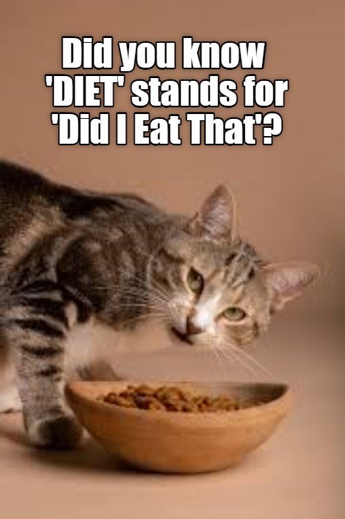 Cheezburger Image 10627697152