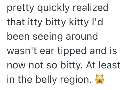 pretty quickly realized that itty bitty kitty I'd been seeing around wasn't ear tipped and is now not so bitty. At least in the belly region.