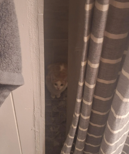 Cheezburger Image 10627732992