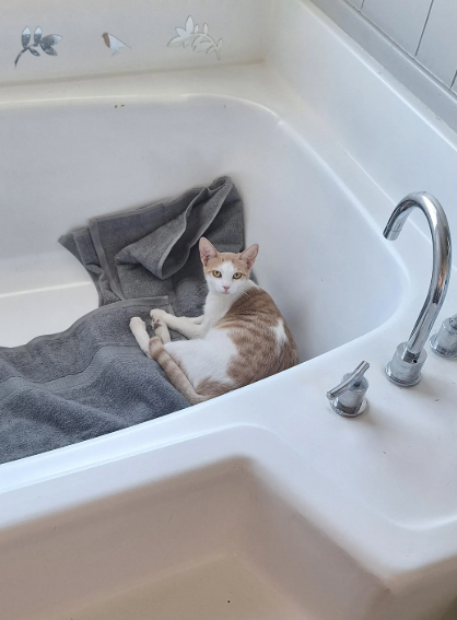 Cheezburger Image 10627733504