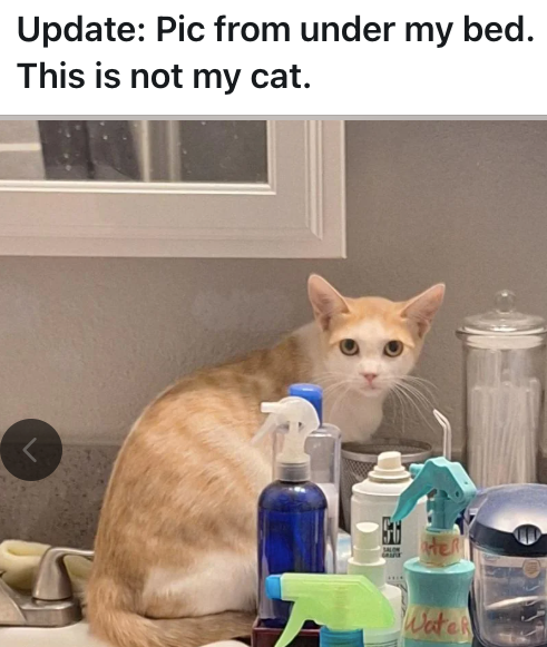 Update: Pic from under my bed. This is not my cat. Her Wate