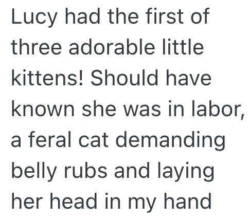 Lucy had the first of three adorable little kittens! Should have known she was in labor, a feral cat demanding belly rubs and laying her head in my hand