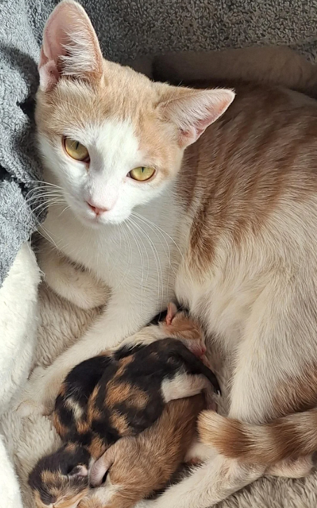 Cheezburger Image 10627736320