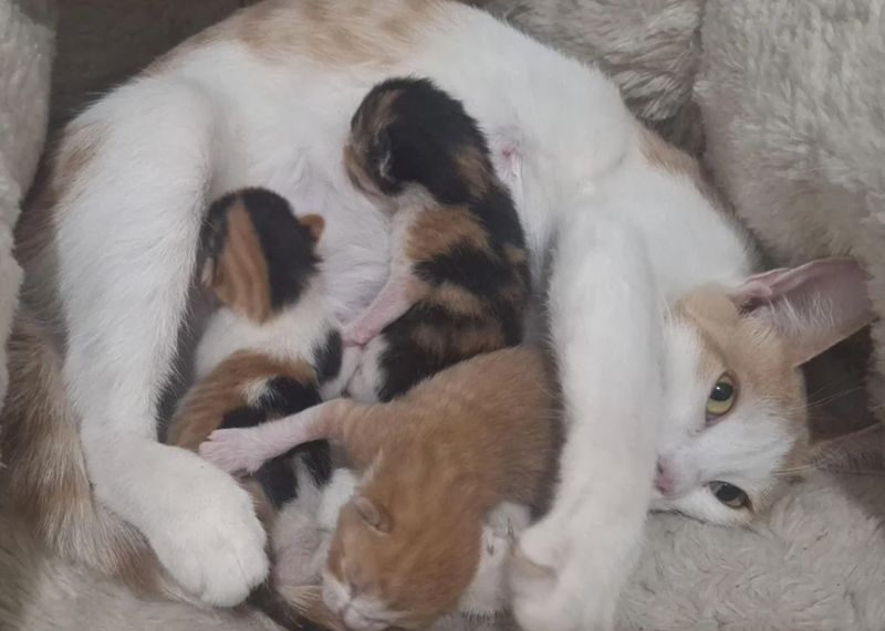 Cheezburger Image 10627736576