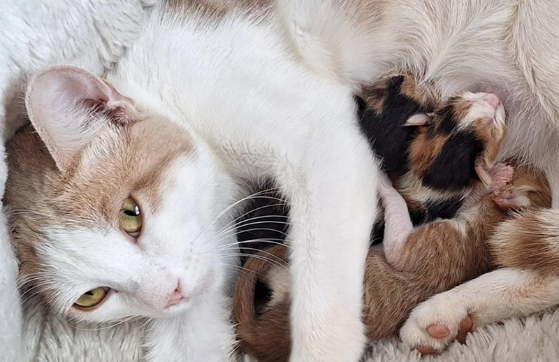 Cheezburger Image 10627736832