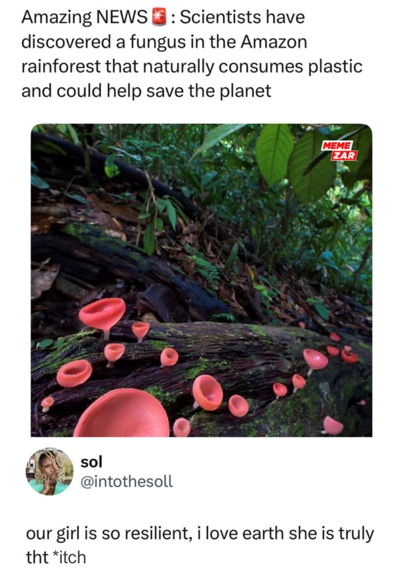 Amazing NEWS: Scientists have discovered a fungus in the Amazon rainforest that naturally consumes plastic and could help save the planet sol @intothesoll MEME ZAR our girl is so resilient, i love earth she is truly tht *itch