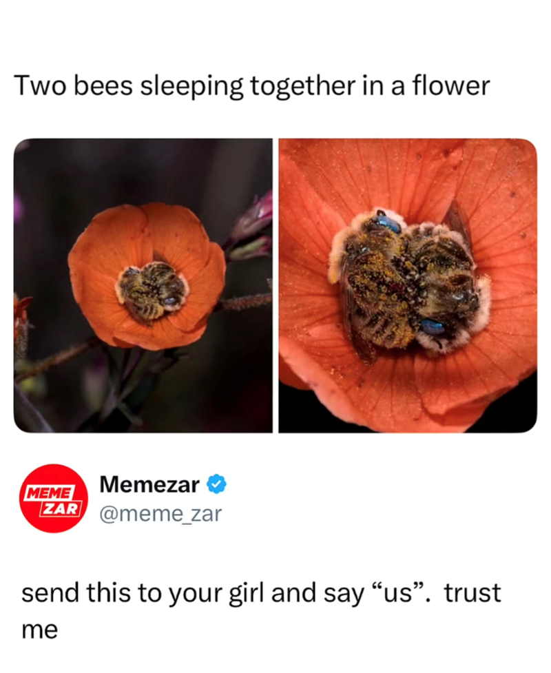 Two bees sleeping together in a flower MEME Memezar ZAR @meme_zar send this to your girl and say “us”. trust me