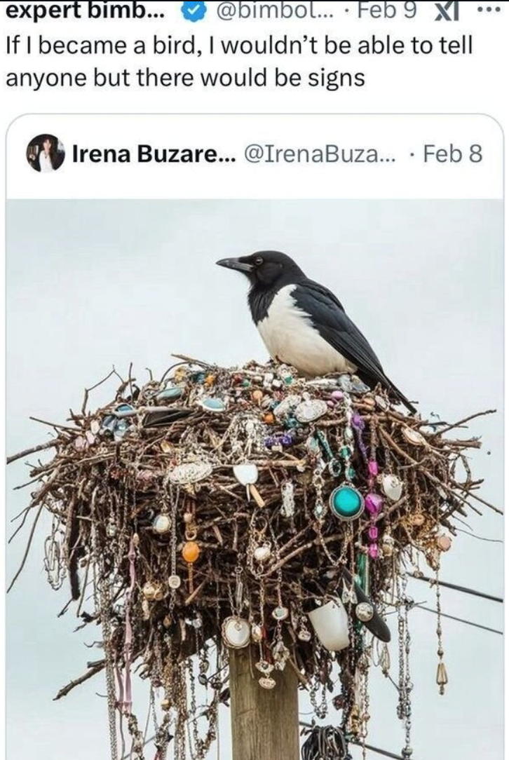 expert bimb... @bimbol... Feb 9 XI . If I became a bird, I wouldn't be able to tell anyone but there would be signs Irena Buzare... @Irena Buza... . Feb 8
