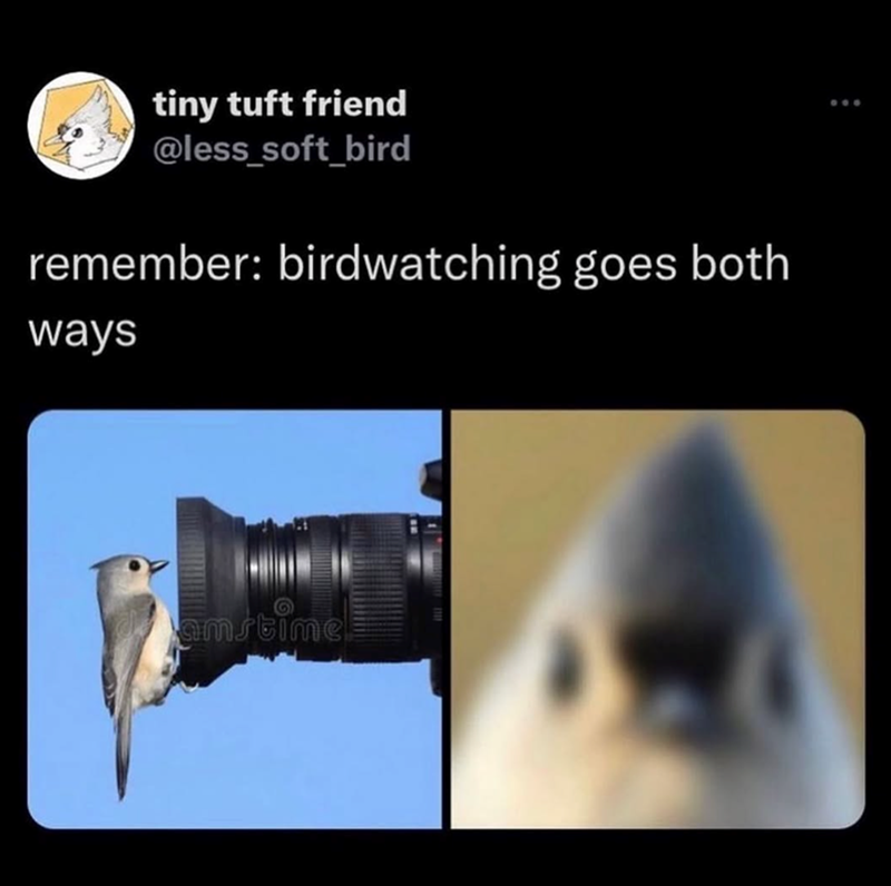 tiny tuft friend @less_soft_bird remember: birdwatching goes both ways amstime