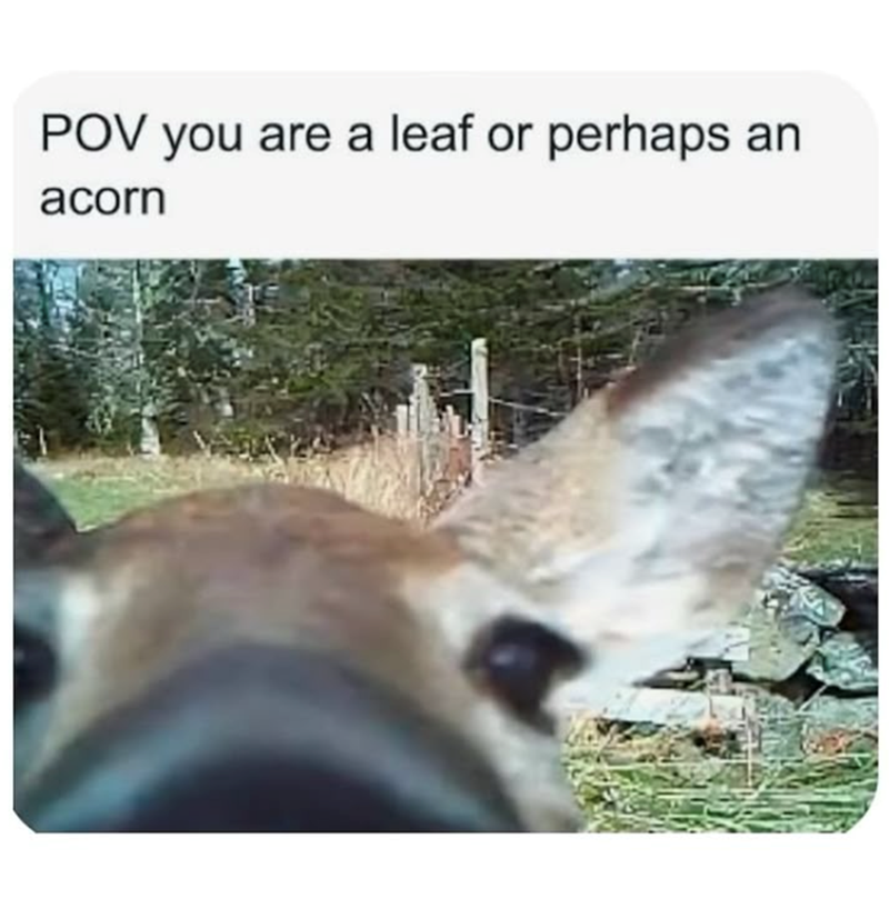 POV you are a leaf or perhaps an acorn
