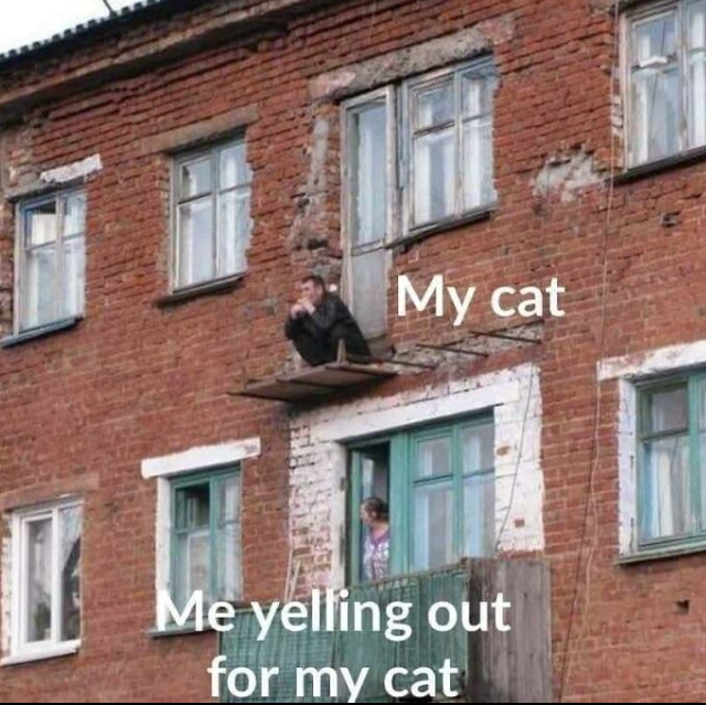 My cat Me yelling out for my cat