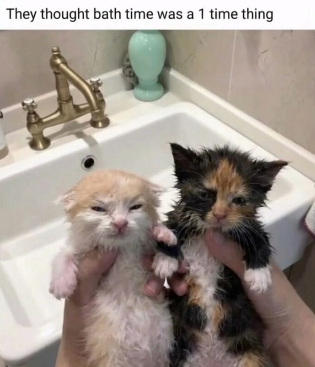 They thought bath time was a 1 time thing